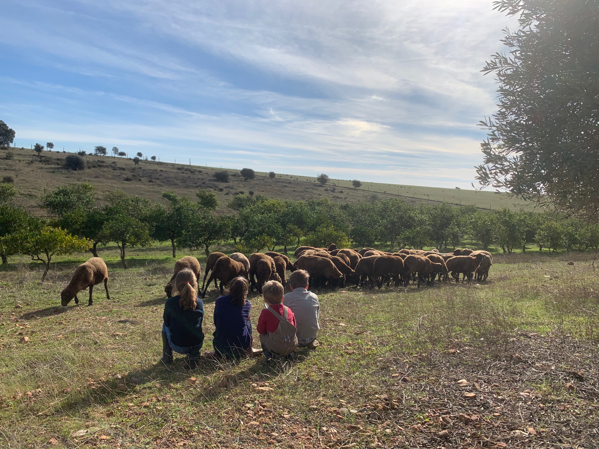 Familia observando ovejas Merino Negro en finca regenerativa