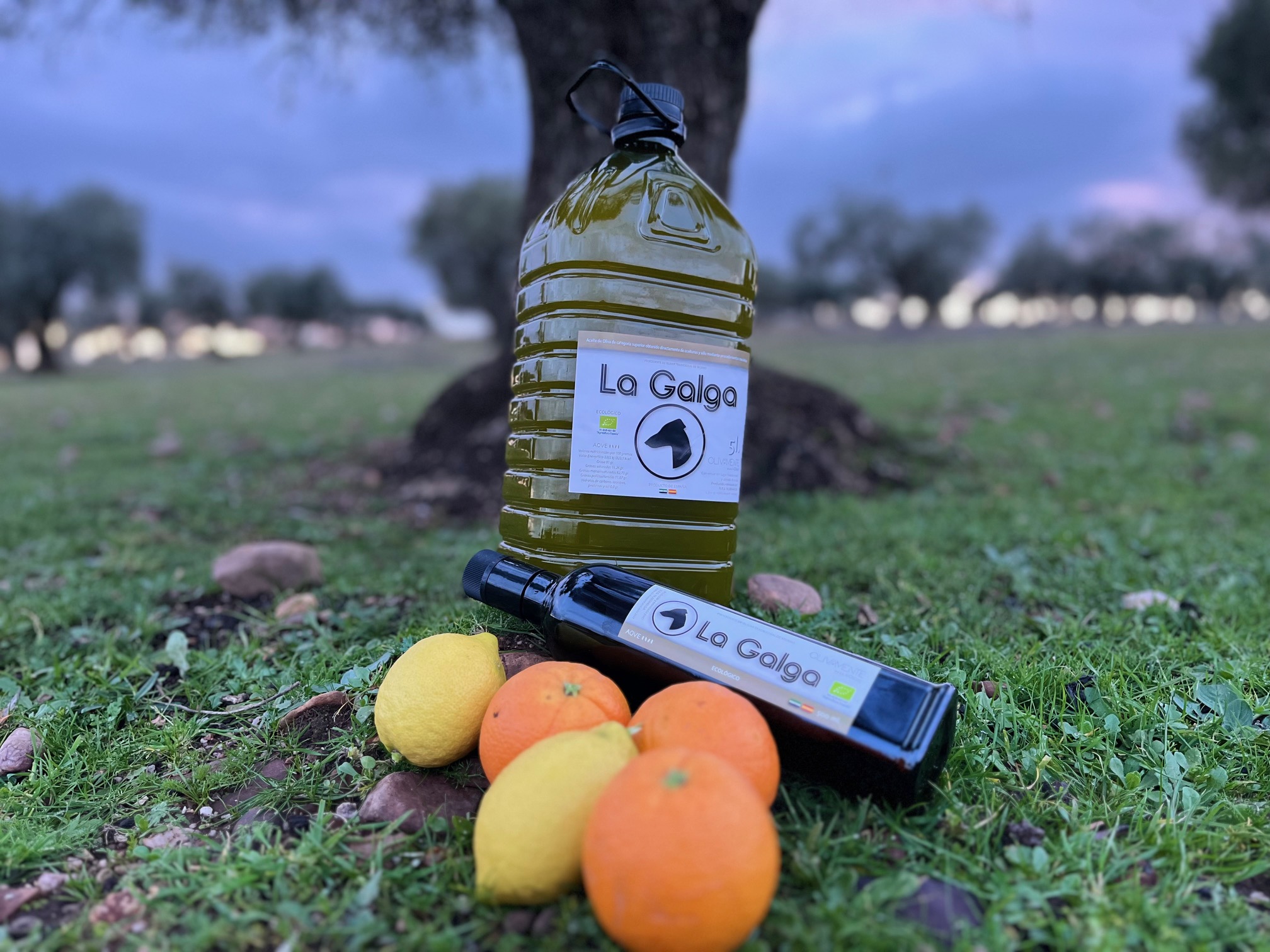 Botella de AOVE La Galga procedente de olivar tradicional