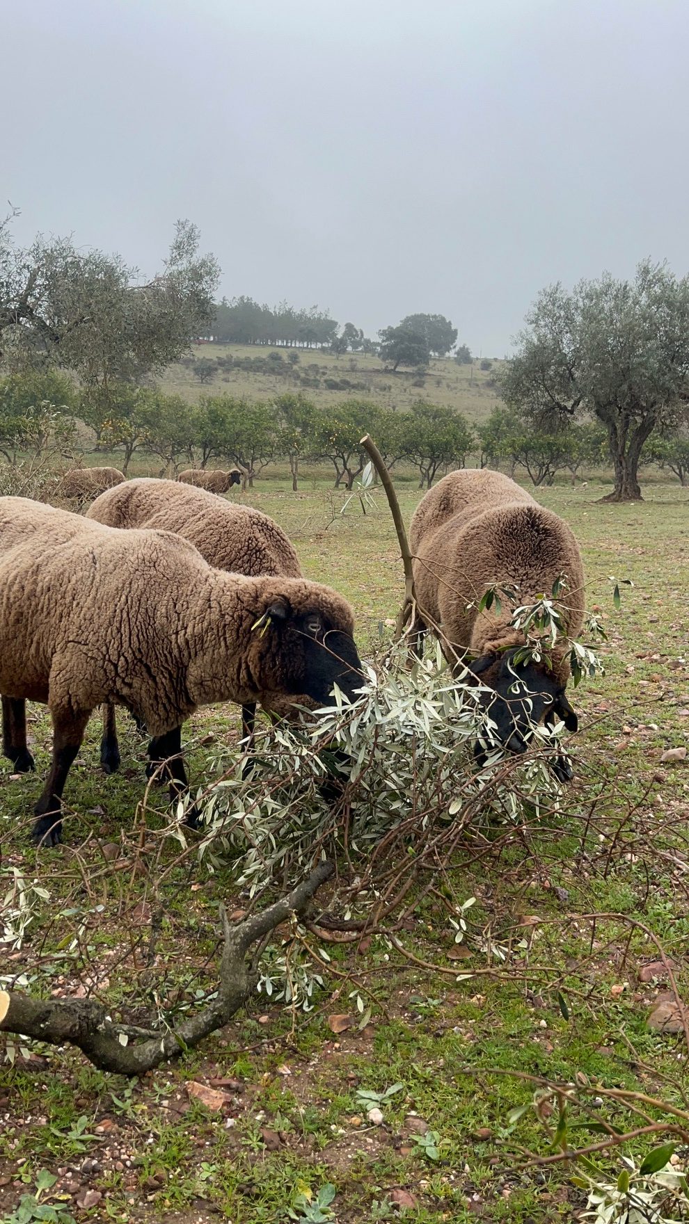 Ganadería regenerativa — manejo holístico
