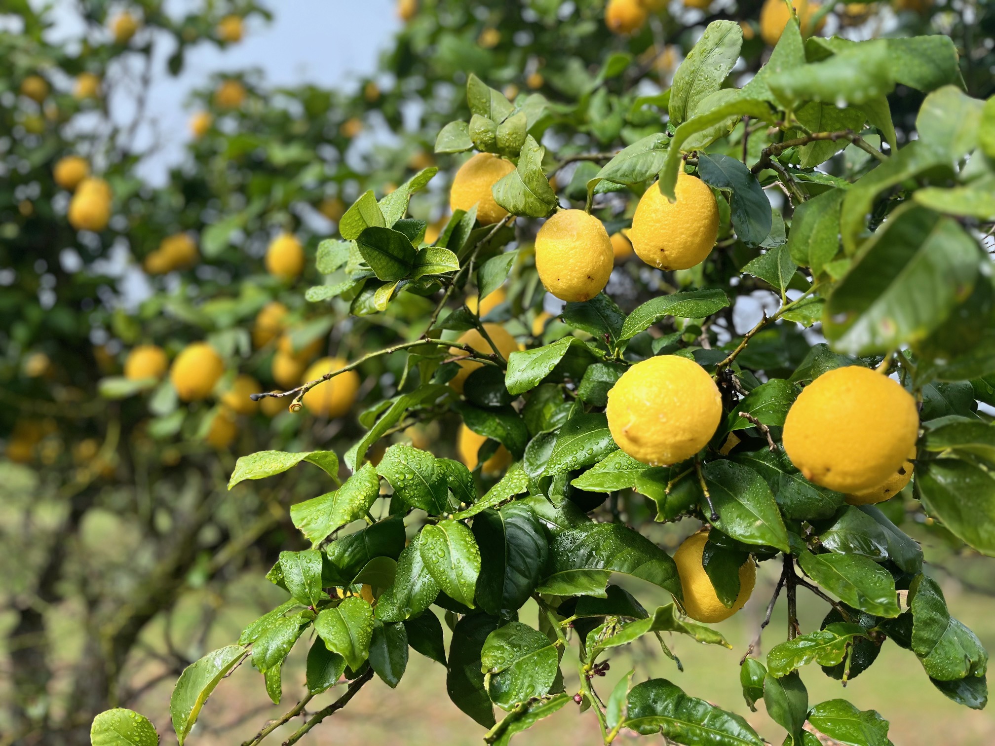Limones y naranjas ecológicas cultivados en la finca